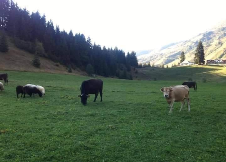 Isov Ranch Villa Plav Kültér fotó